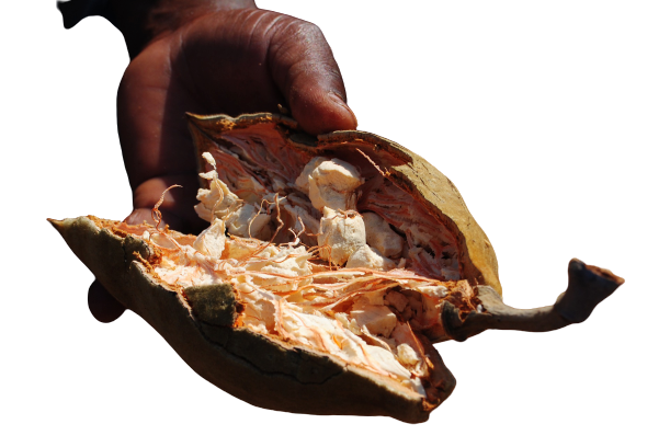 baobab - adaptogeen voor stress